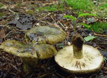  ,  Lactarius necator